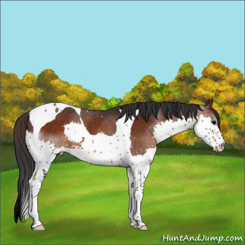 Horse Color:Brown Splash Tobiano Rabicano 