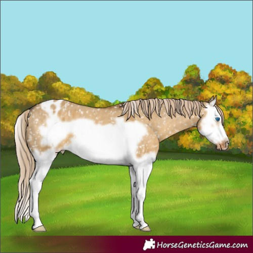 Horse Color:Chocolate Palomino Dun Splash Frame Appaloosa
