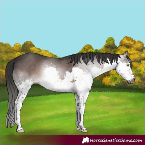 Horse Color:Gray Liver Chestnut Splash 