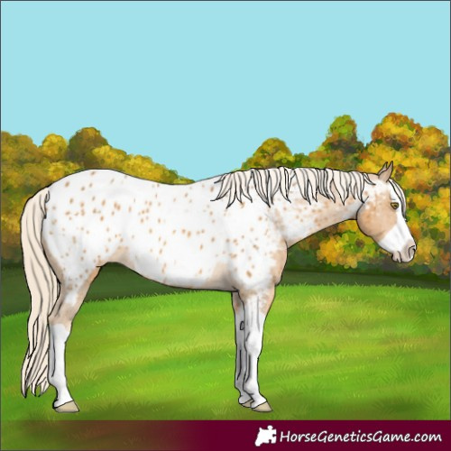 Horse Color:Palomino Splash Appaloosa