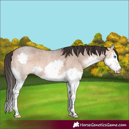 Horse Color:Bay Roan Dun Splash 