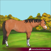 Horse Color:Bay Rabicano 