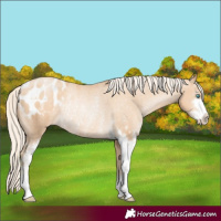 Horse Color:Gold Cream Champagne Pearl Sabino Varnish Rabicano
