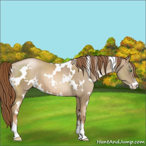 Horse Color:White Spotted Smoky Black Pearl Sabino 