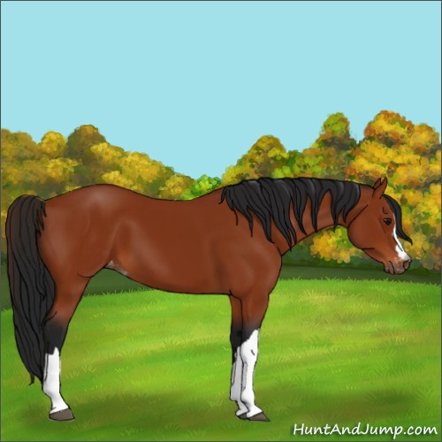 Horse Color:Gray Bay Appaloosa 