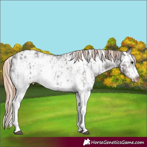 Horse Color:Unknown 