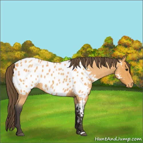 Horse Color:Buckskin Roan Appaloosa 