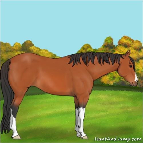Horse Color:Bay 