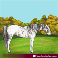 Horse Color:Bay Sabino Splash Appaloosa  and Bay Sabino Splash Appaloosa 