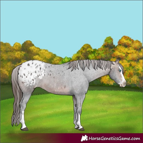Horse Color:Brown Sabino Splash Appaloosa  and Bay Sabino Splash Appaloosa 