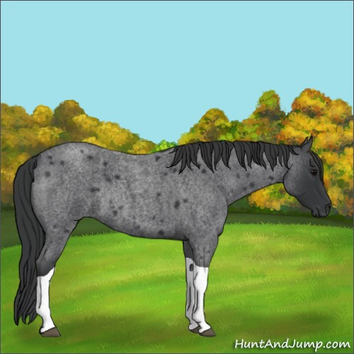Horse Color:Blue Roan Tobiano Rabicano 