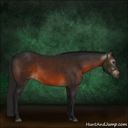 Horse Color:Gray Brown 