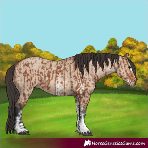 Horse Color:Bay Sabino Rabicano  and Bay Dun Sabino Rabicano 