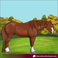 Horse Color:Chestnut 