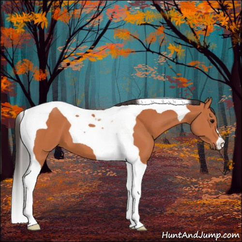 Horse Color:Bay Tobiano 