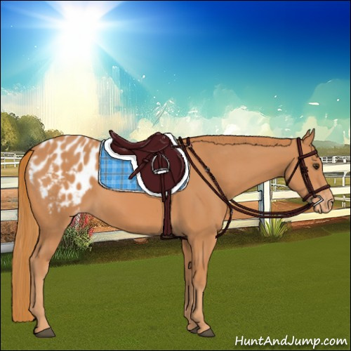 Horse Color:Chestnut Appaloosa 