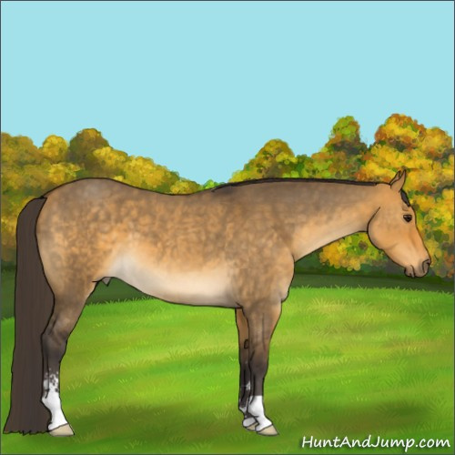 Horse Color:Buckskin Roan Dun Sabino 