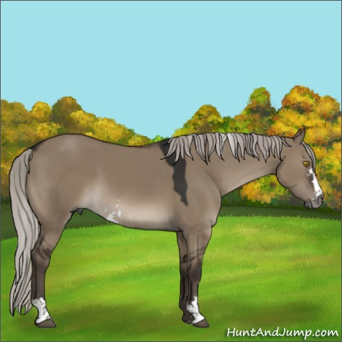 Horse Color:Gray Silver Grullo Sabino 