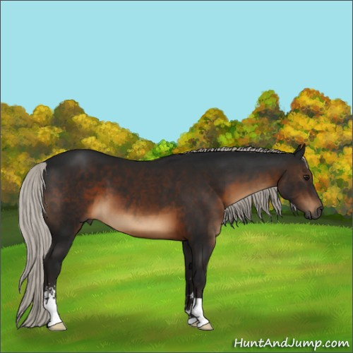 Horse Color:Gray Silver Brown Sabino 