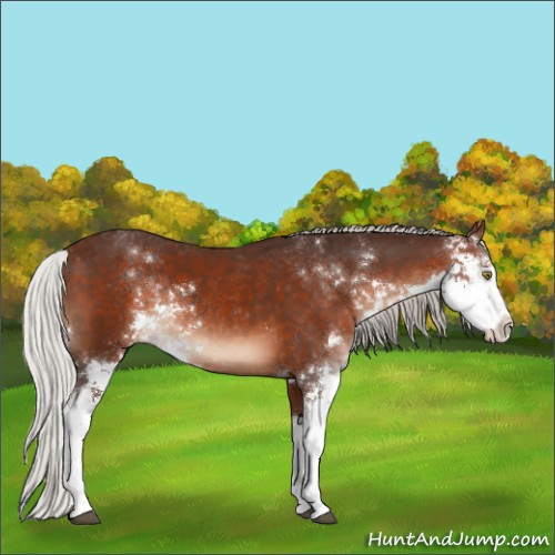 Horse Color:Silver Brown Sabino 