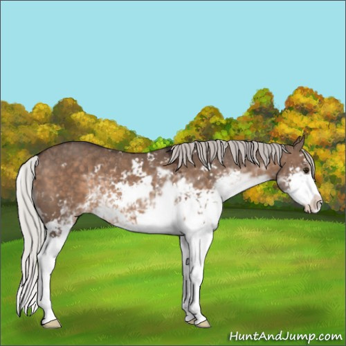 Horse Color:Silver Brown Dun Sabino 
