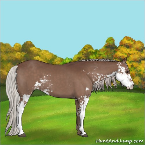 Horse Color:Silver Black Sabino 