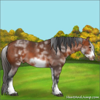 Horse Color:White Spotted Bay Frame 