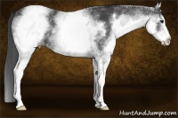 Horse Color:White Spotted Smoky Black 