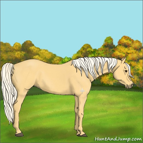 Horse Color:Palomino 