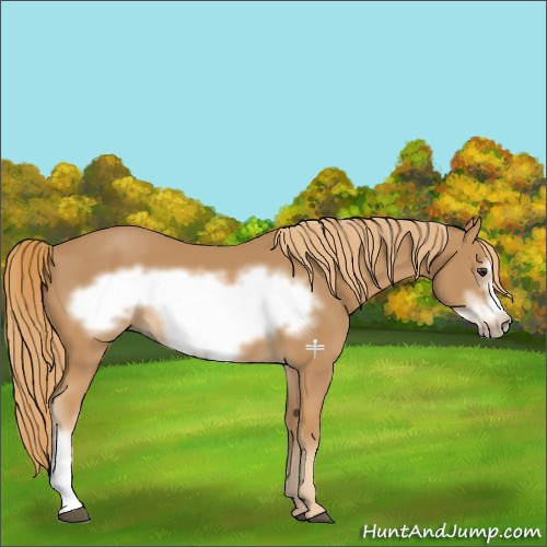 Horse Color:Chestnut Frame 