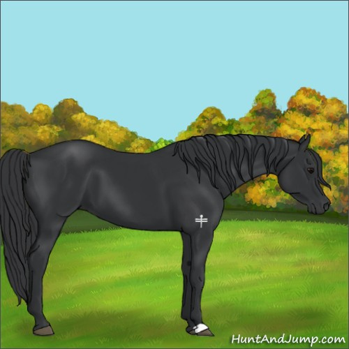 Horse Color:Black 
