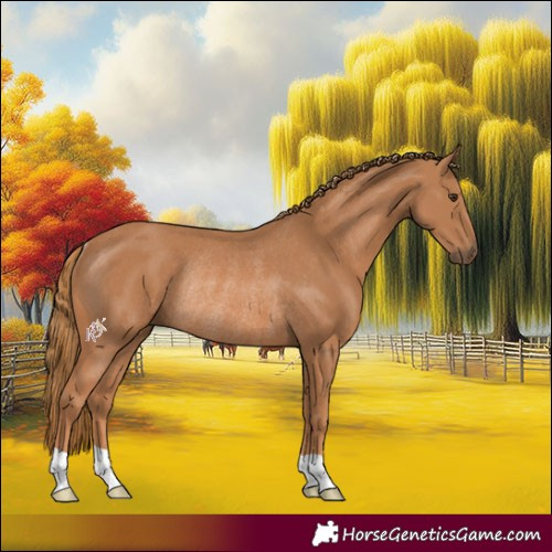 Horse Color:Chestnut Rabicano 
