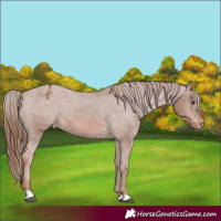 Horse Color:Chestnut Appaloosa 