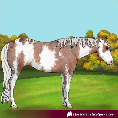 Horse Color:Silver Brown Sabino Appaloosa Rabicano 
