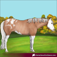 Horse Color:Silver Classic Champagne Splash Varnish Rabicano 