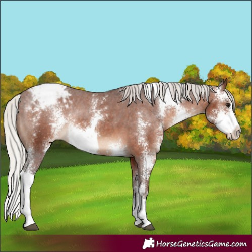 Horse Color:Silver Brown Sabino Appaloosa Rabicano