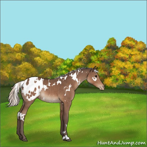 Horse Color:White Spotted Silver Black Appaloosa Rabicano