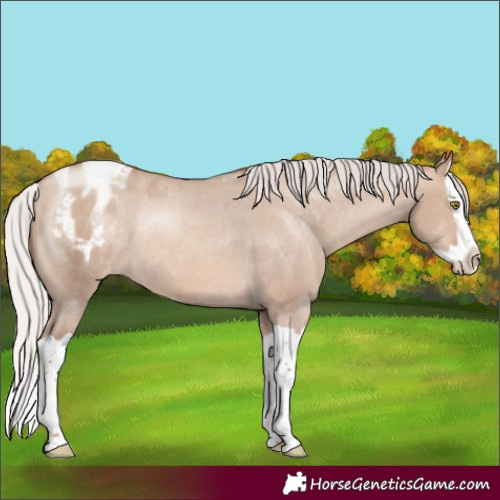 Horse Color:Silver Sable Champagne Dun Splash Appaloosa Rabicano 