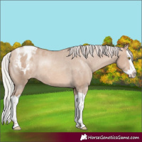 Horse Color:Silver Sable Champagne Dun Splash Varnish Rabicano 