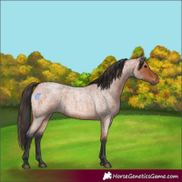 Horse Color:Bay Roan 