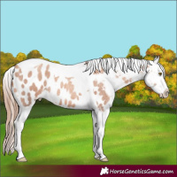 Horse Color:Gold Champagne Roan Tobiano Appaloosa