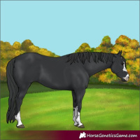 Horse Color:Black 