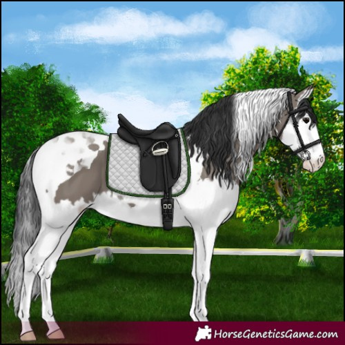 Horse Color:Grullo Splash Tobiano 
