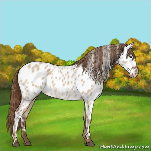 Horse Color:Red Dun Appaloosa 