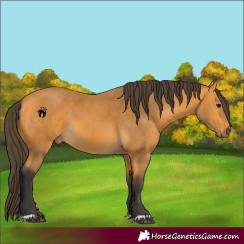 Horse Color:Buckskin 