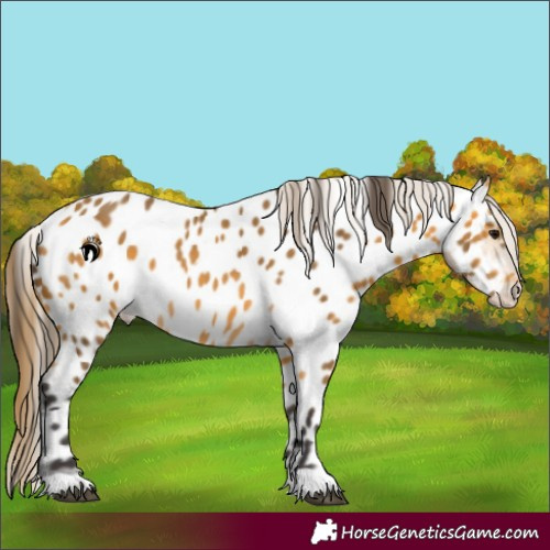 Horse Color:Buckskin Appaloosa 