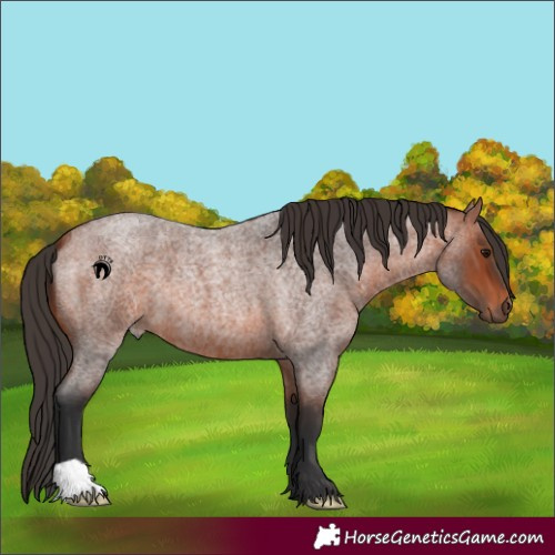 Horse Color:Bay Roan 