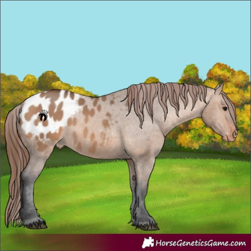 Horse Color:Bay Dun Appaloosa 