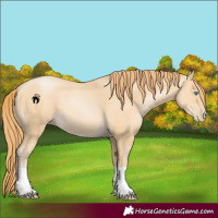 Horse Color:Buckskin Pearl 