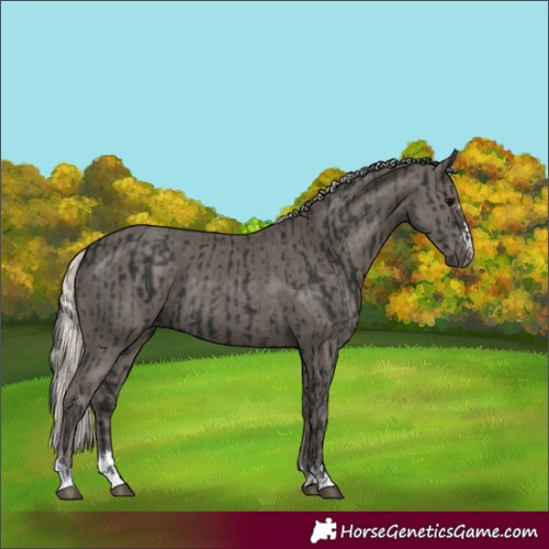 Horse Color:Black  and Silver Black 